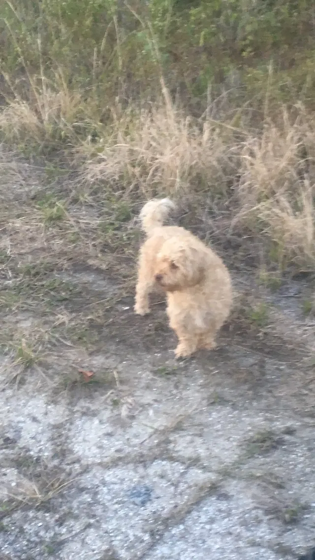 Lost dog in Punta Gorda, FL, 33982