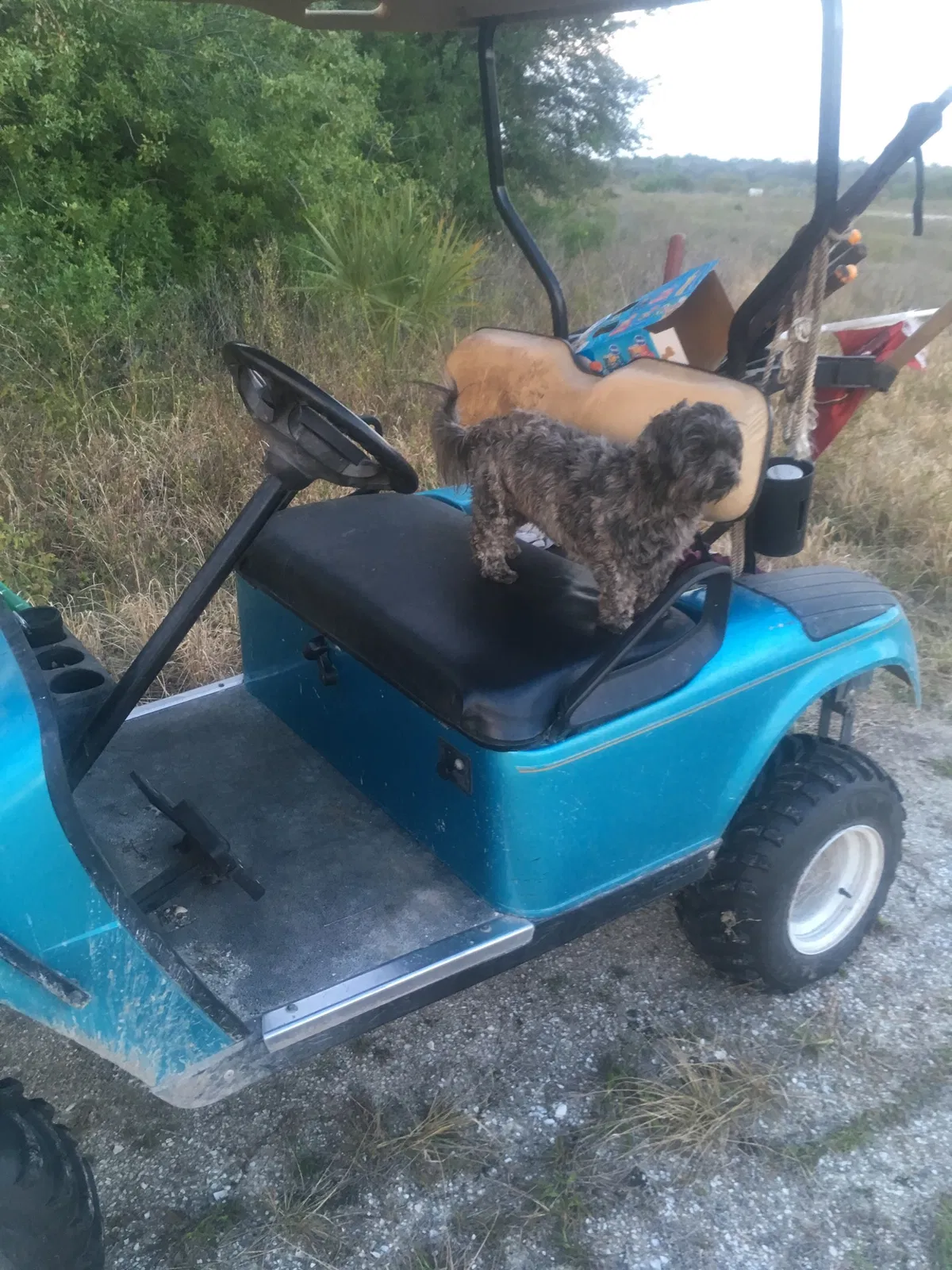 Lost dog in Punta Gorda, FL, 33982