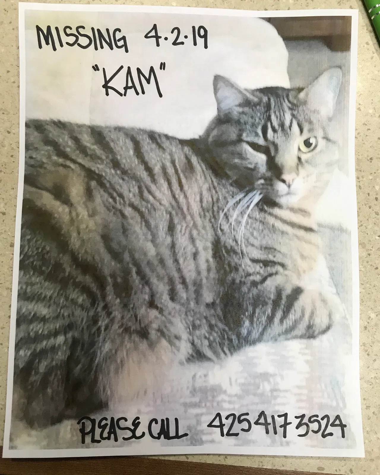 Lost cat in Woodinville, WA, 98072