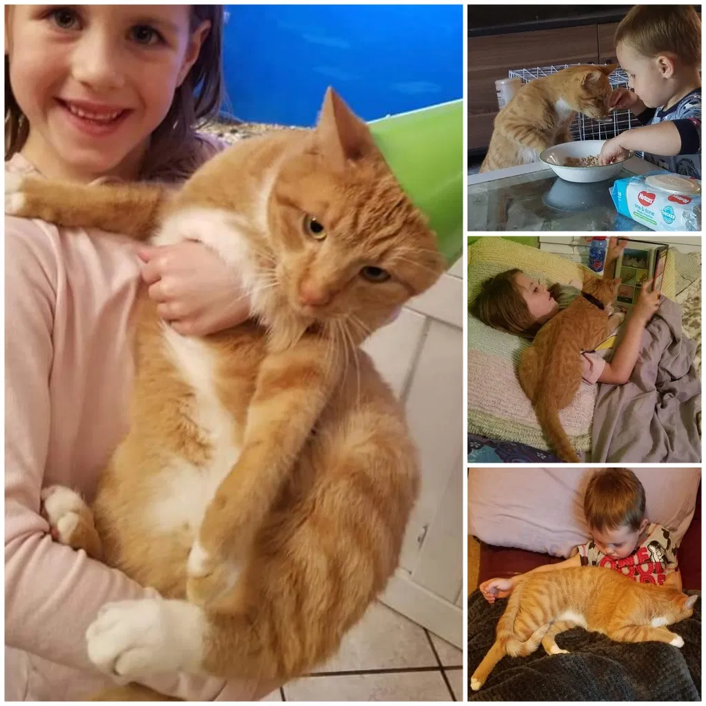 Lost cat in Tulsa, OK, 74133