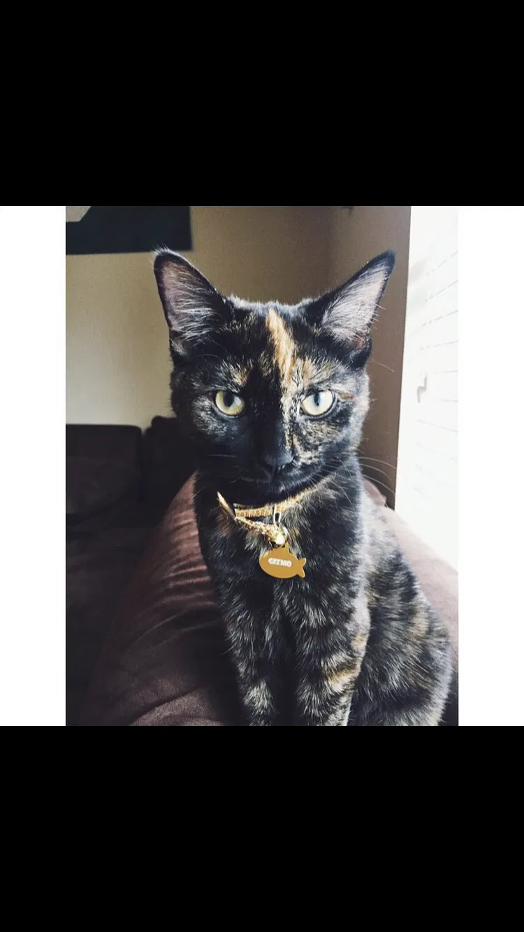 Lost cat in Lansing, MI, 48912