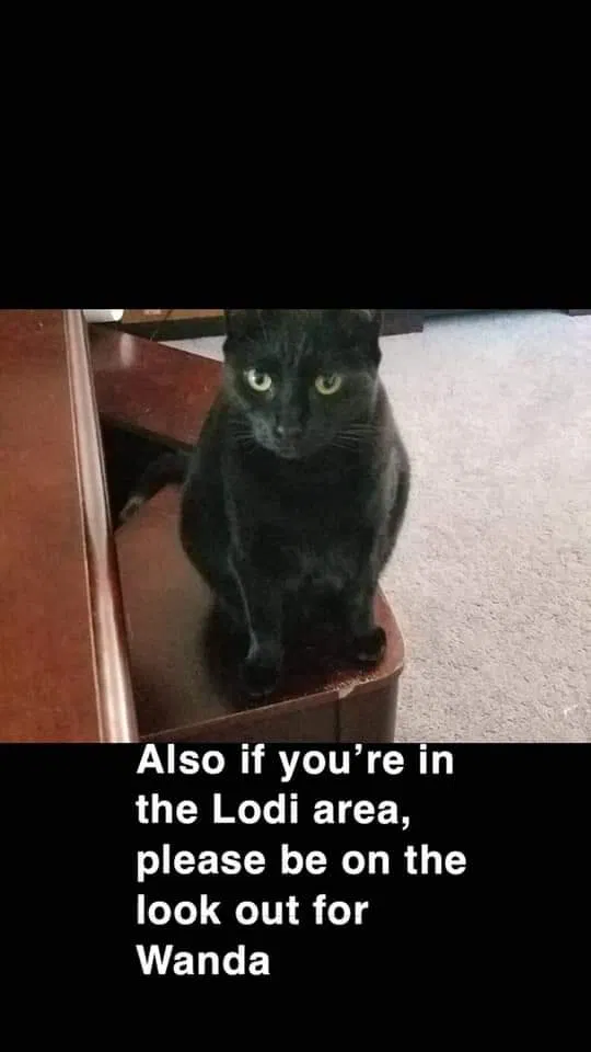 Lost cat in Lodi, NJ, 7644