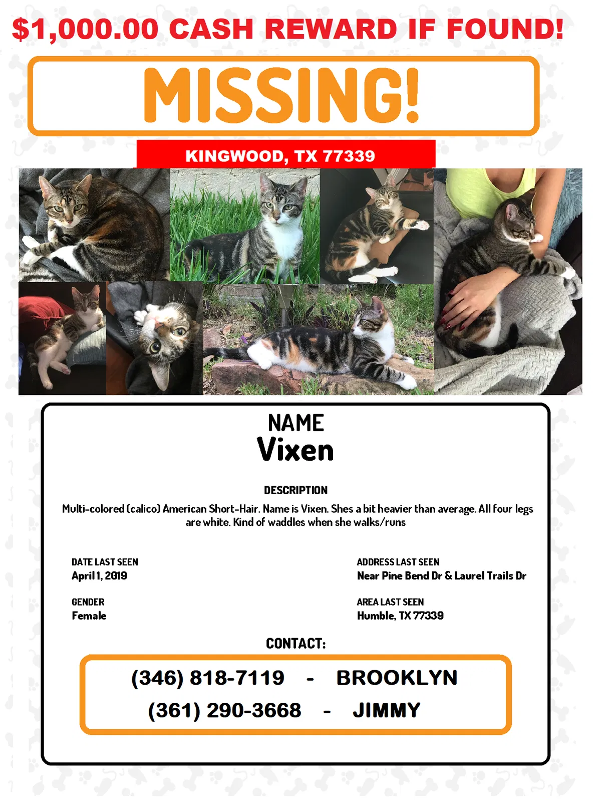 Lost cat in Kingwood, TX, 77339