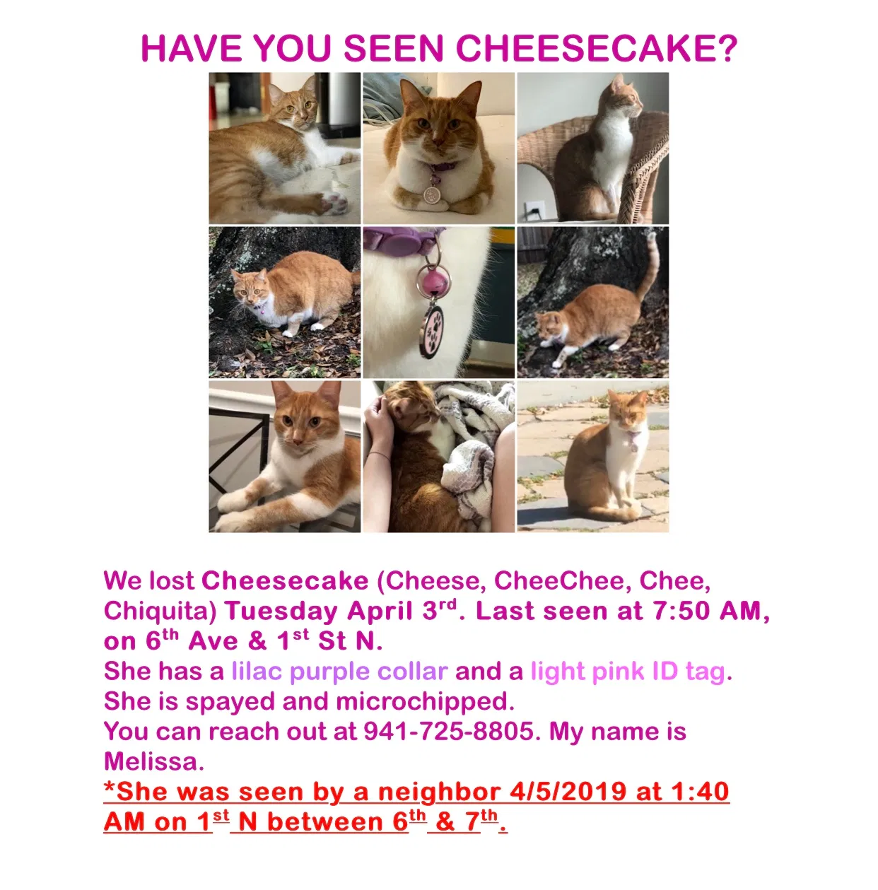 Lost cat in Saint Petersburg, FL, 33701