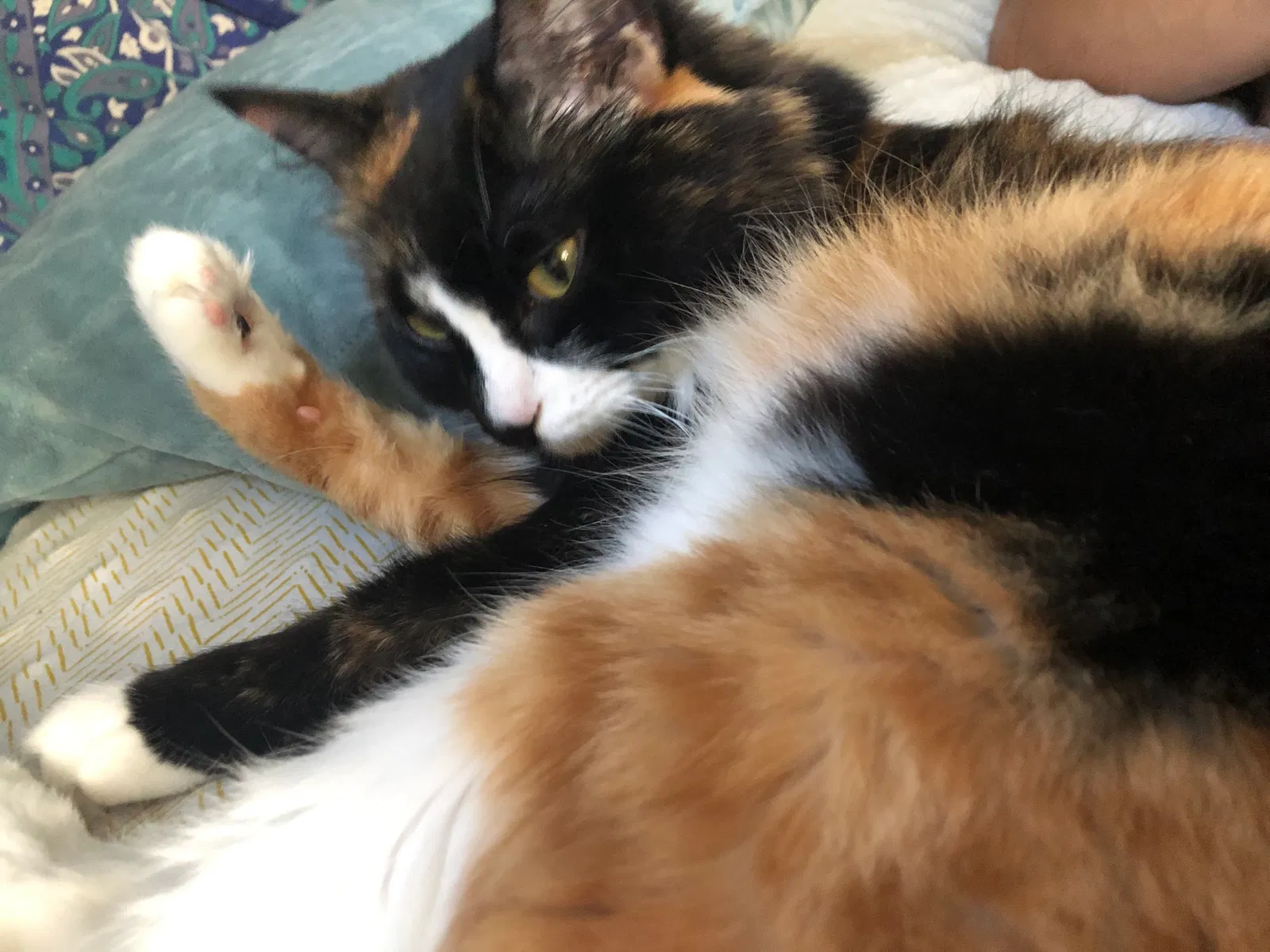 Lost cat in Key Largo, FL, 33037
