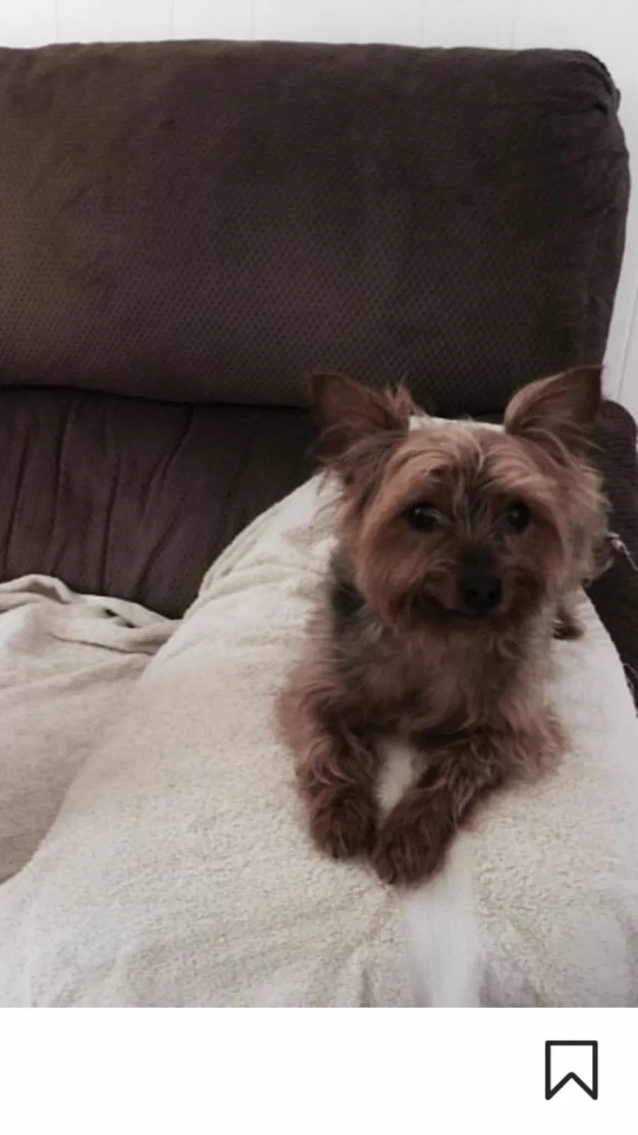 Lost dog in Murrayville, GA, 30564