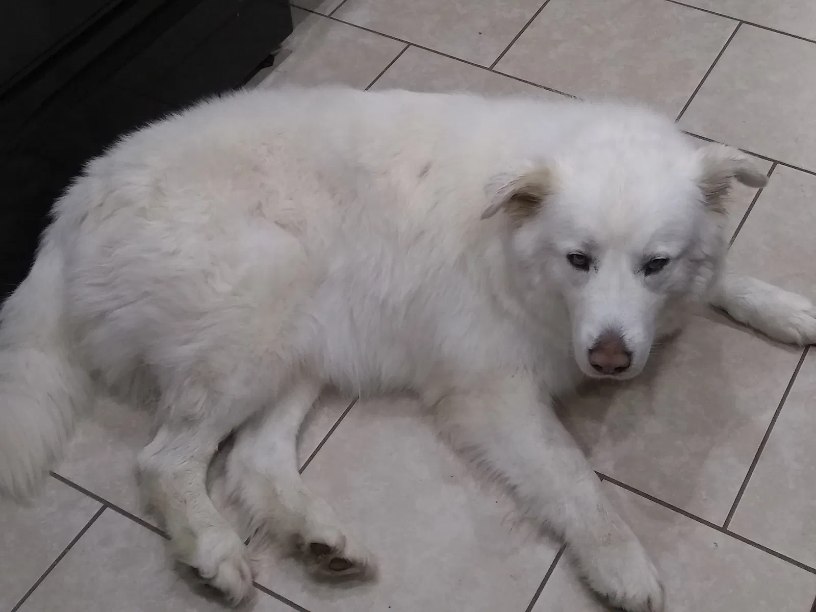 Lost dog in Berea, KY, 40403