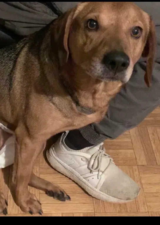 Lost dog in Knoxville, TN, 37921