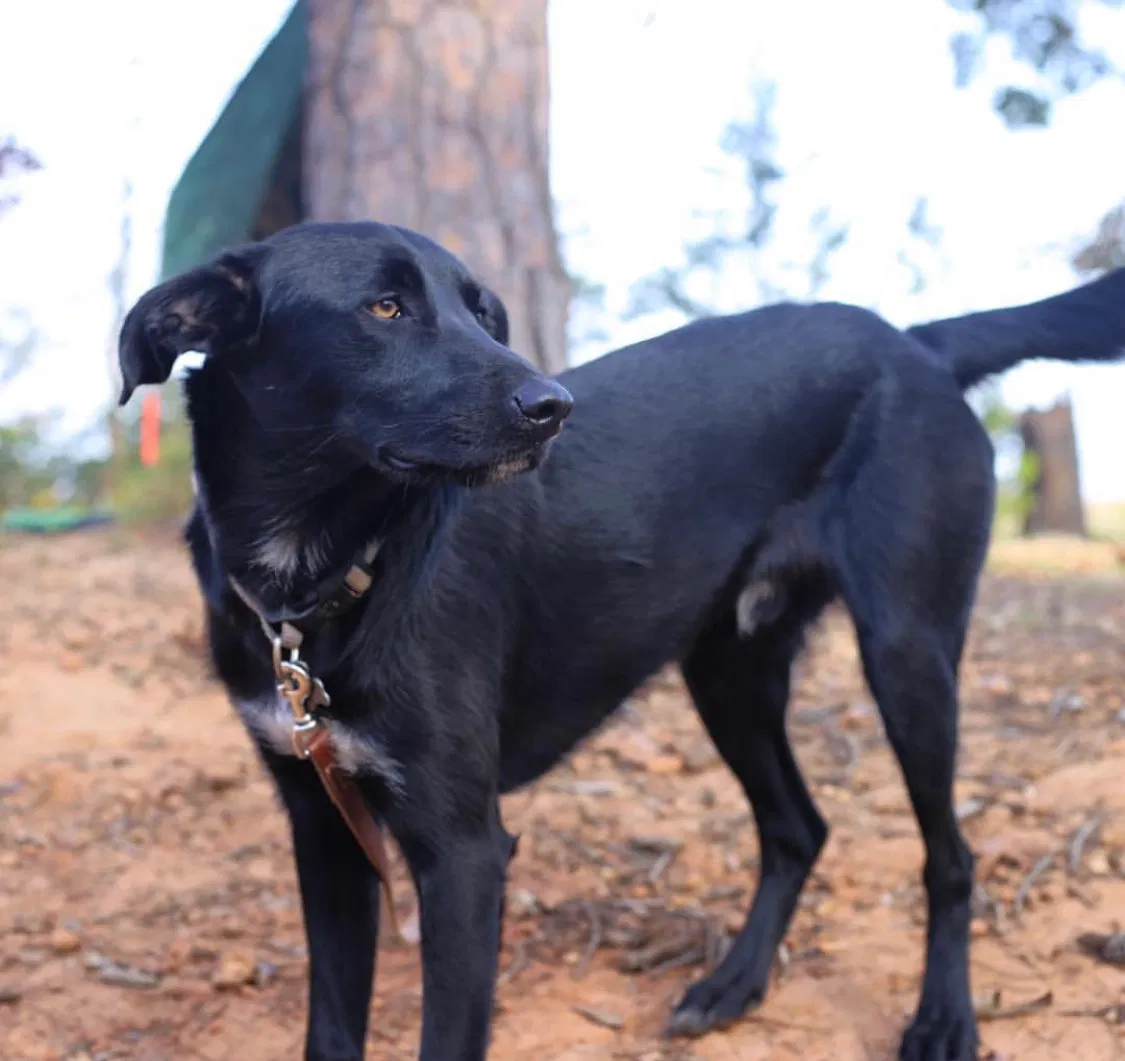 Lost dog in Nashville, TN, 37209