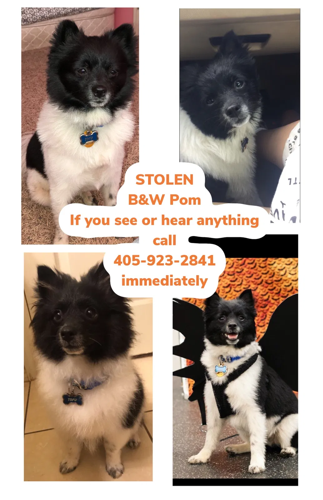 Lost dog in Oklahoma City, OK, 73114