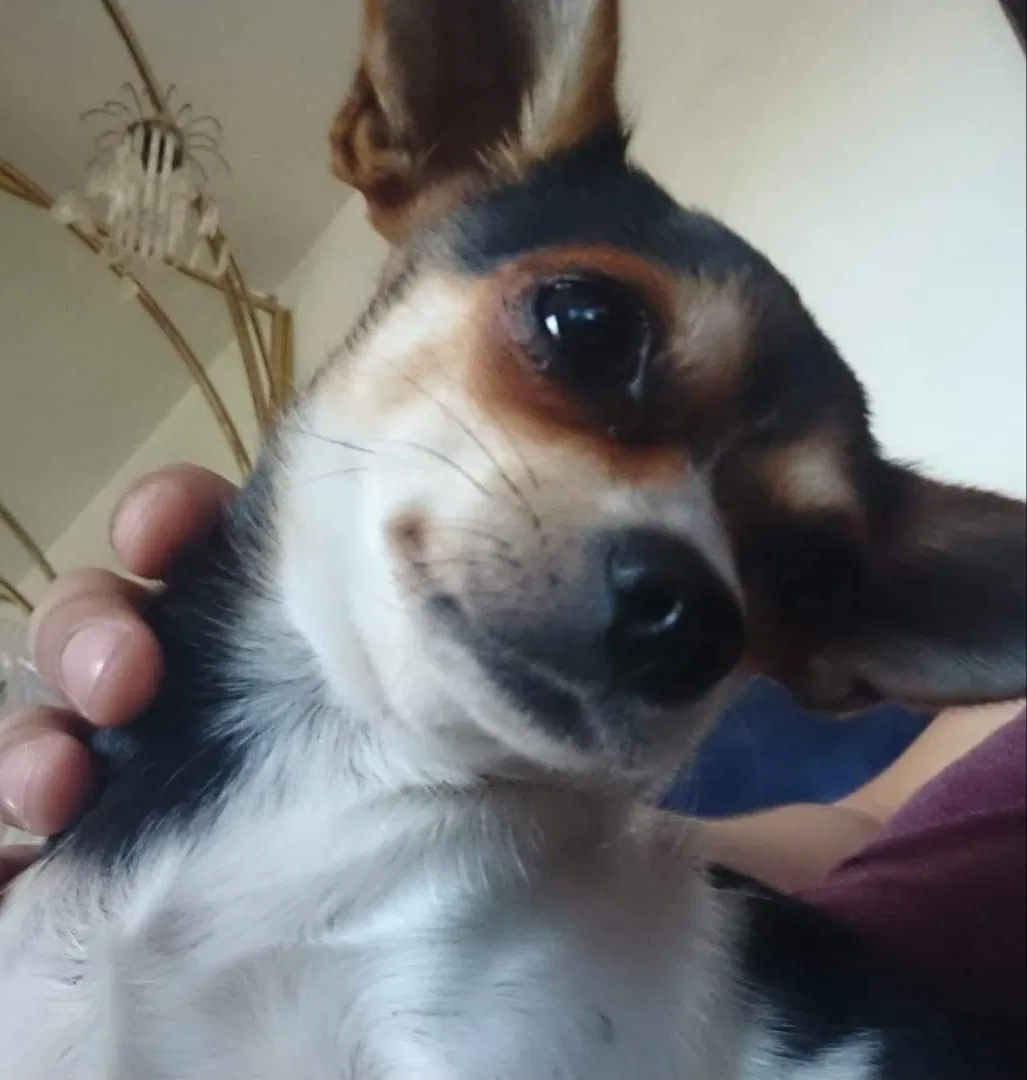 Lost dog in San Diego, CA, 92113