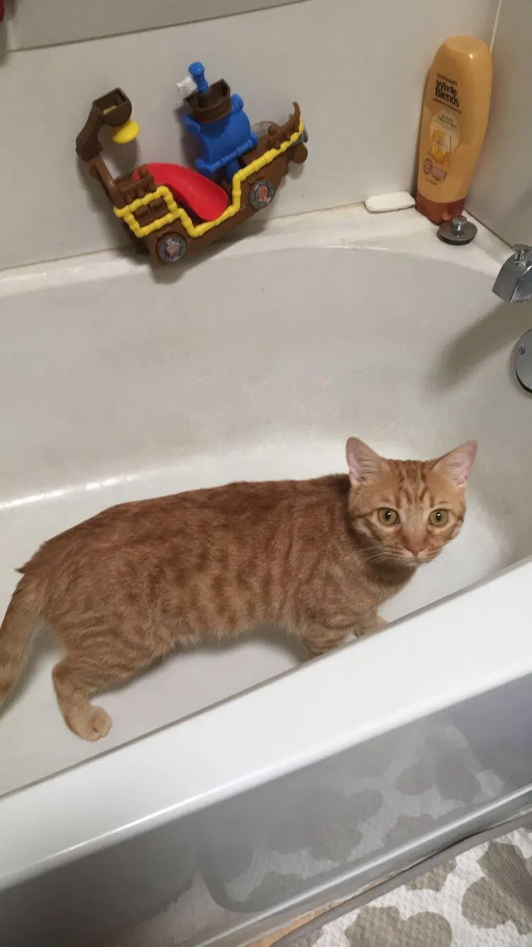 Lost cat in Glendale, AZ, 85302