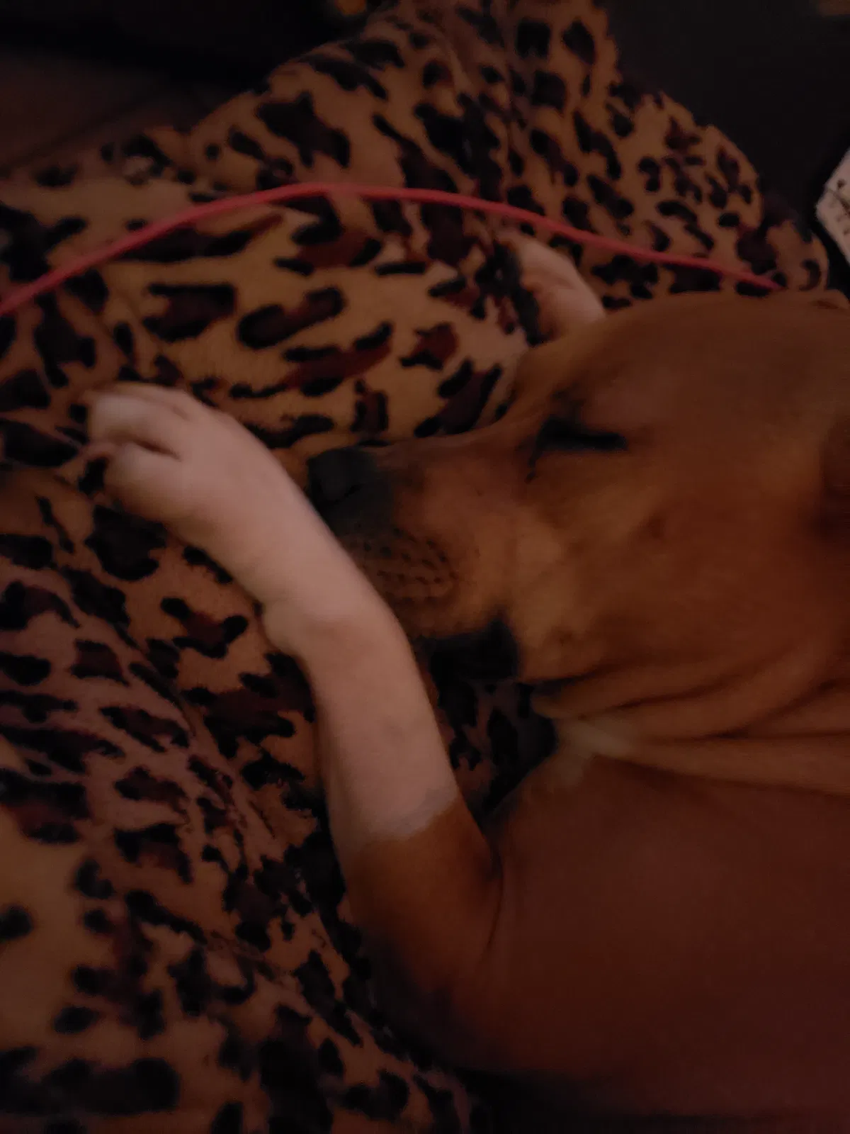 Lost dog in Shreveport, LA, 71119