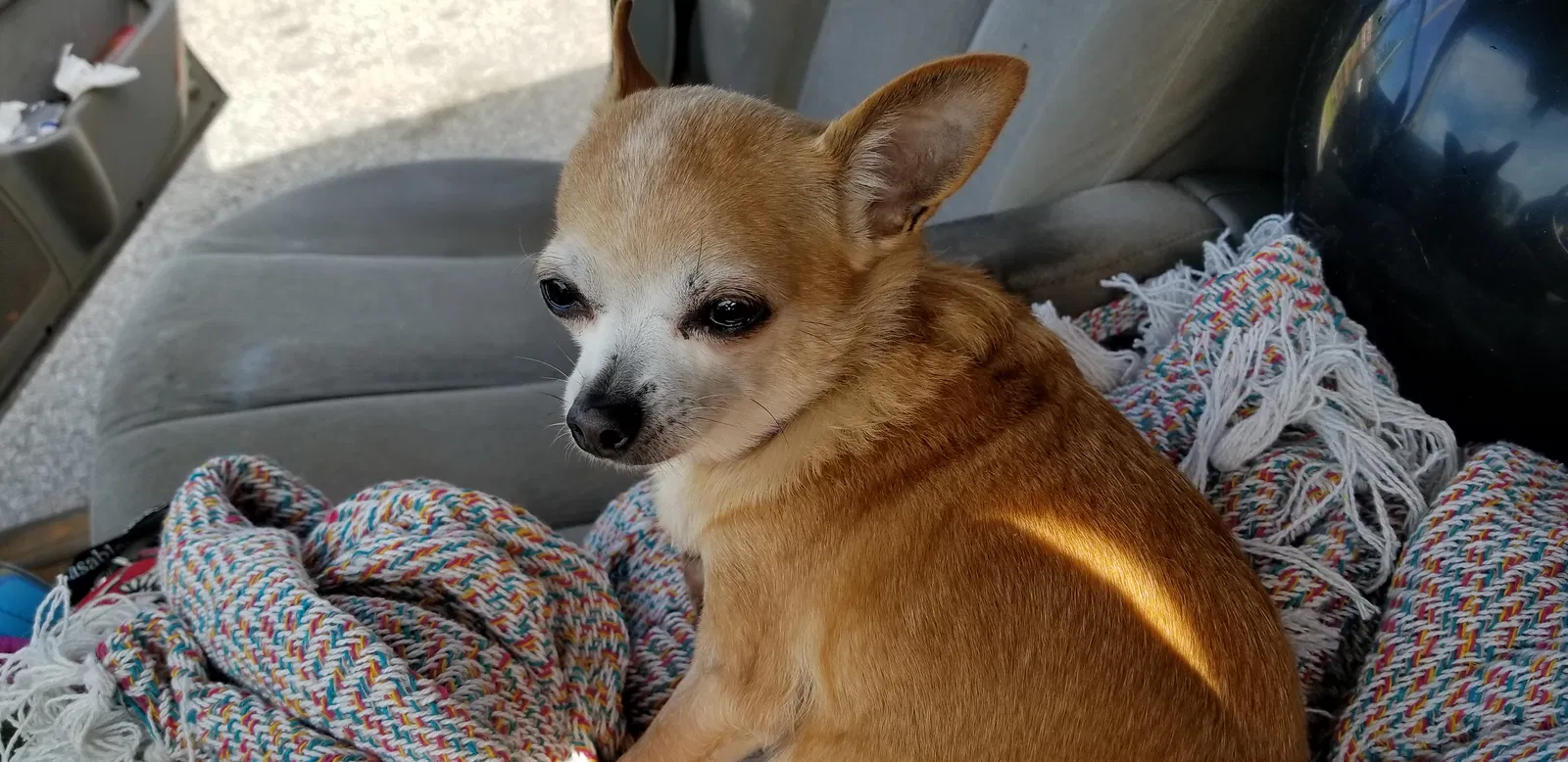 Lost dog in Brunswick, GA, 31525