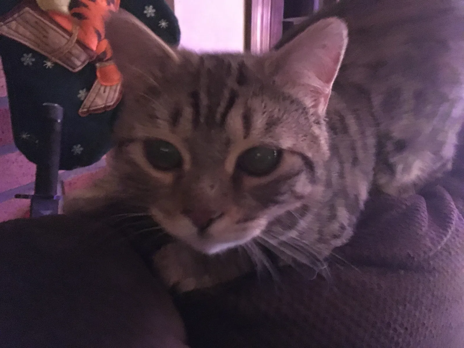 Lost cat in Waddell, AZ, 85355
