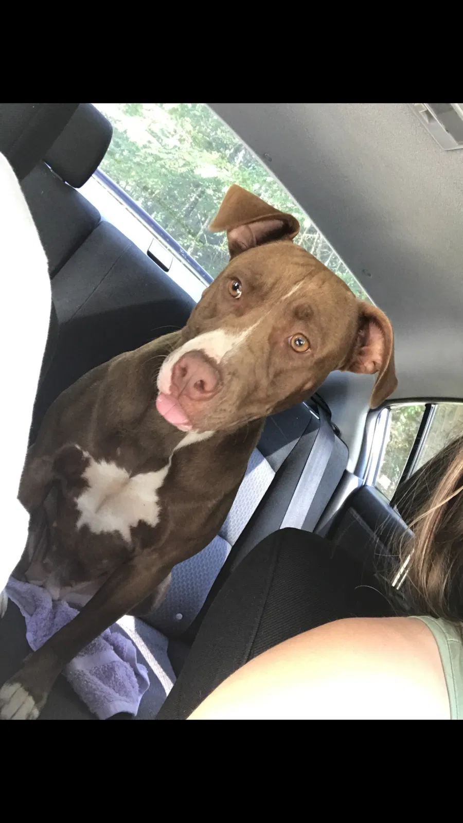 Lost dog in Bristol, TN, 37620