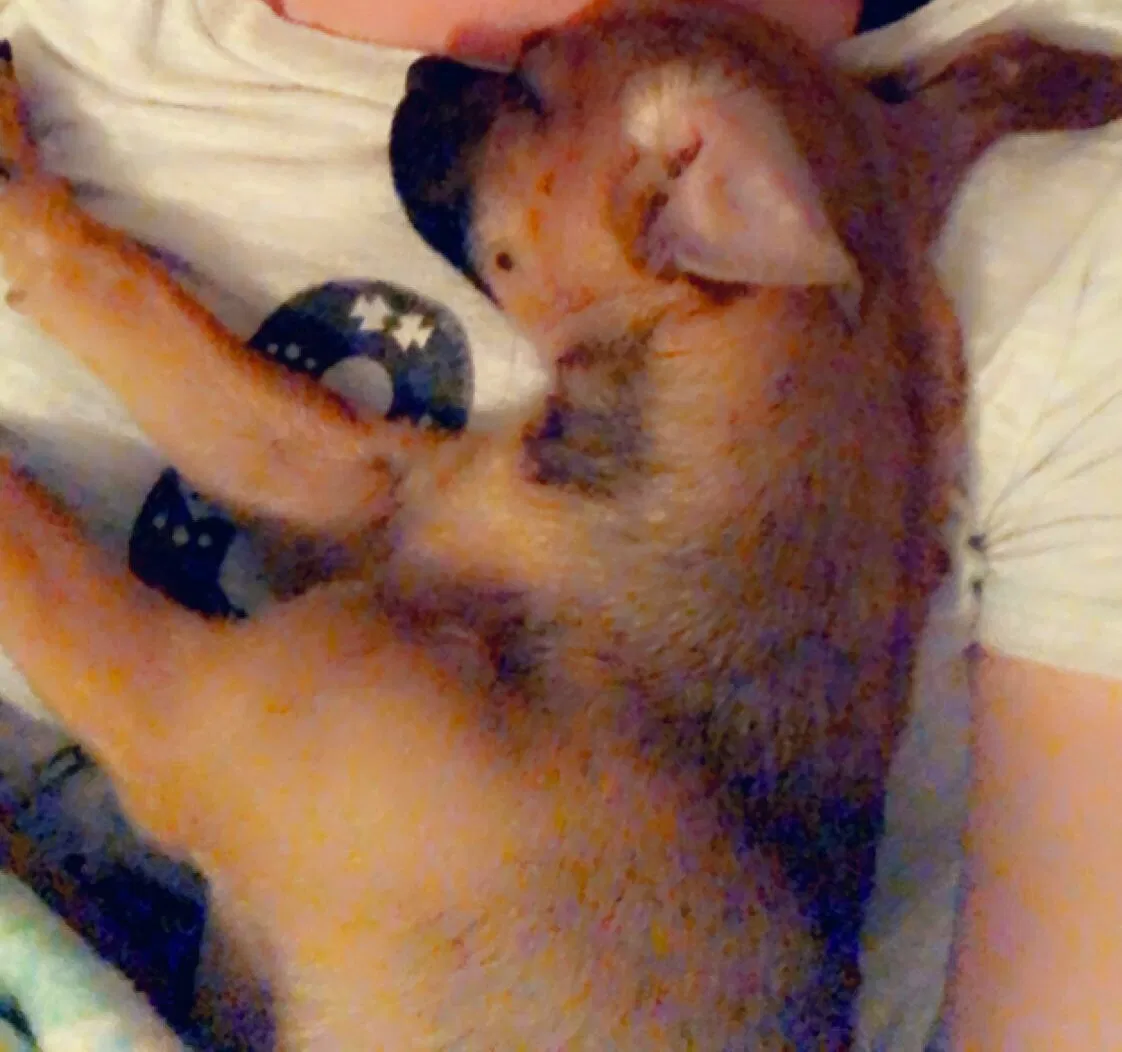 Lost dog in Richmond, KY, 40475