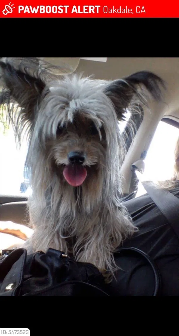 Lost dog in Oakdale, CA, 95361