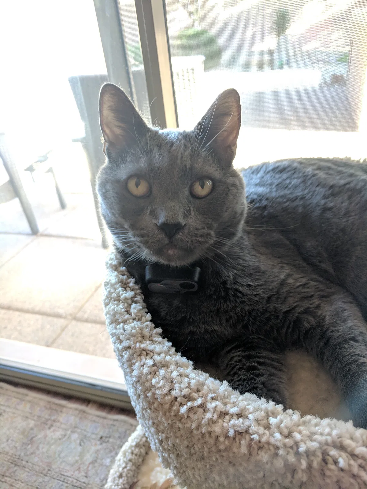 Lost cat in Phoenix, AZ, 85048
