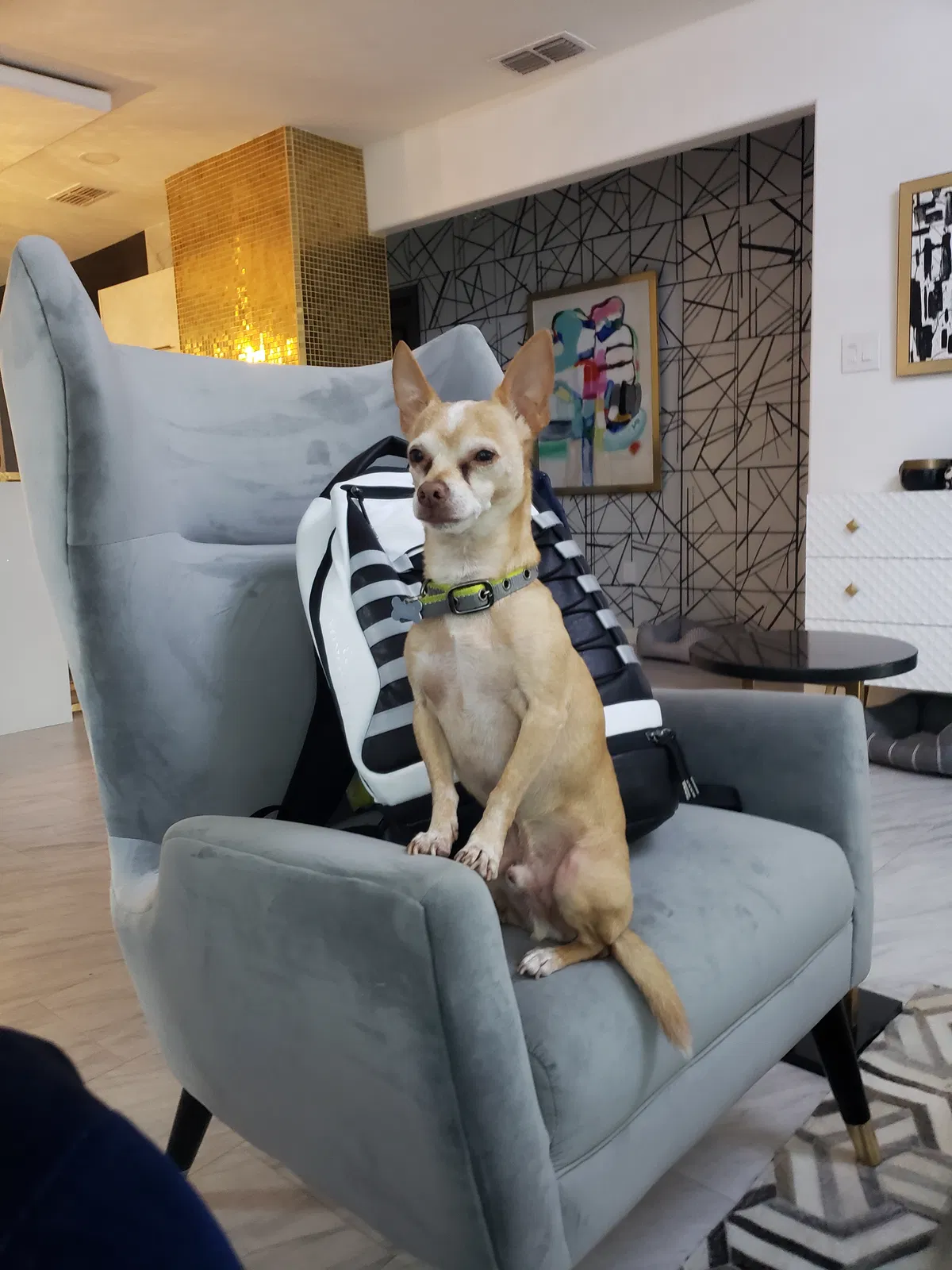 Lost dog in Mission, TX, 78572