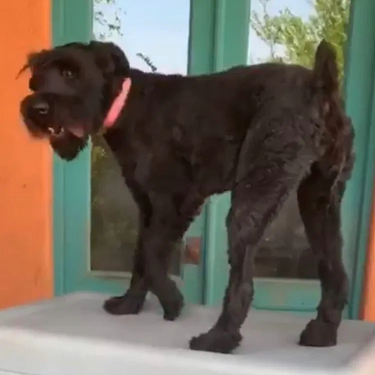 Lost dog in Mcallen, TX, 78504