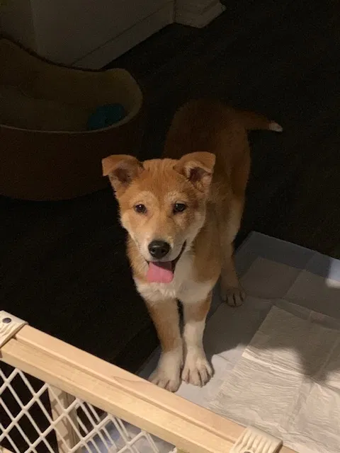 Lost dog in Round Rock, TX, 78664