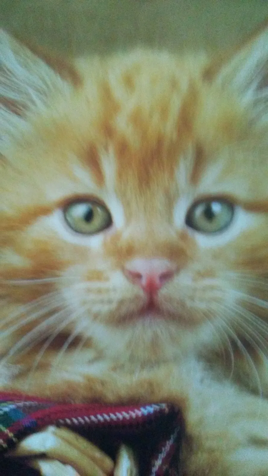 Lost cat in Irwin, PA, 15642