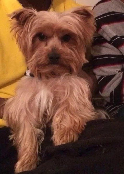 Lost dog in Birmingham, AL, 35208