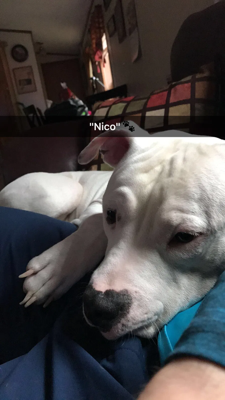 Lost dog in Hanover, PA, 17332