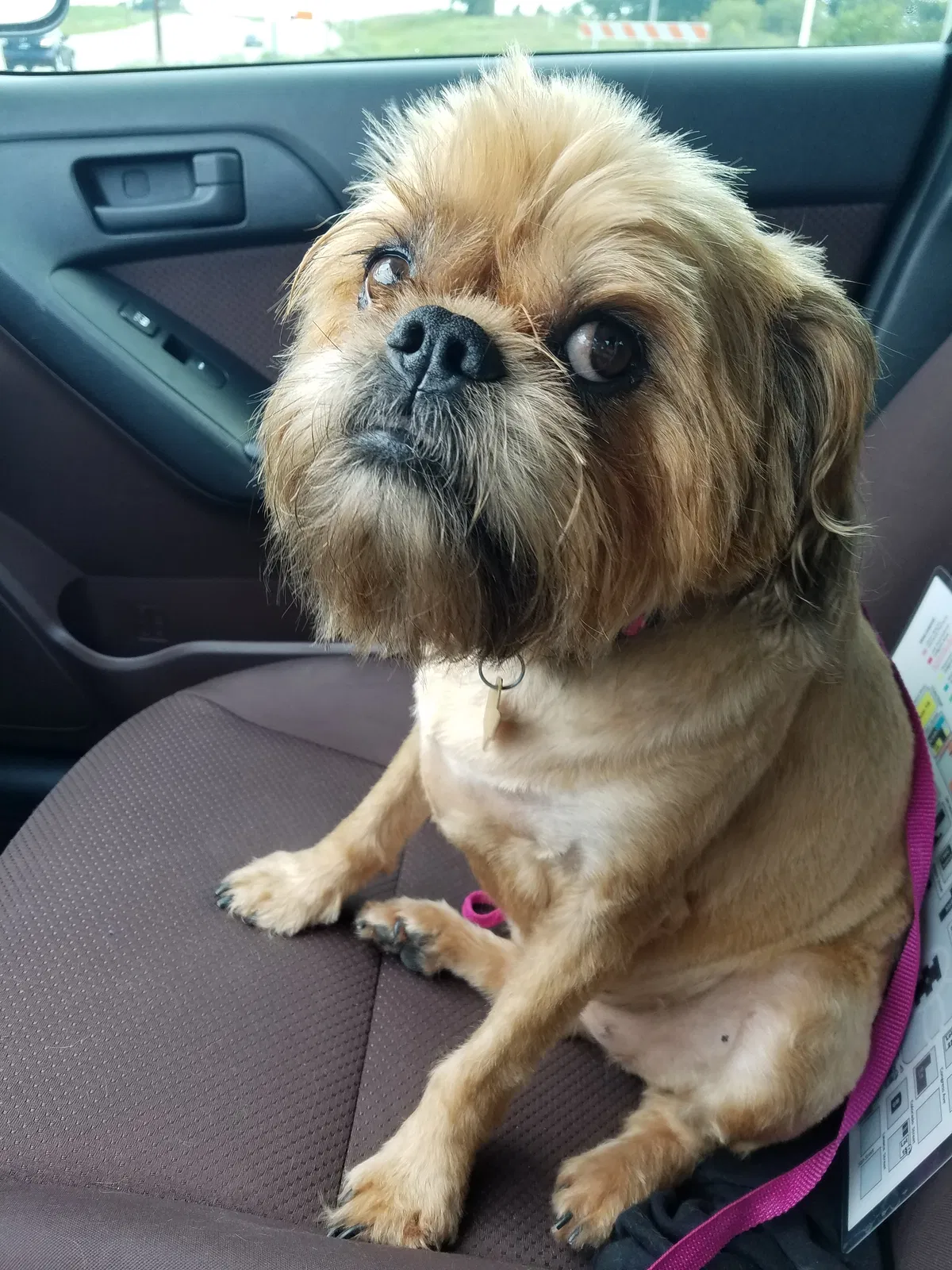 Lost dog in Hutto, TX, 78634