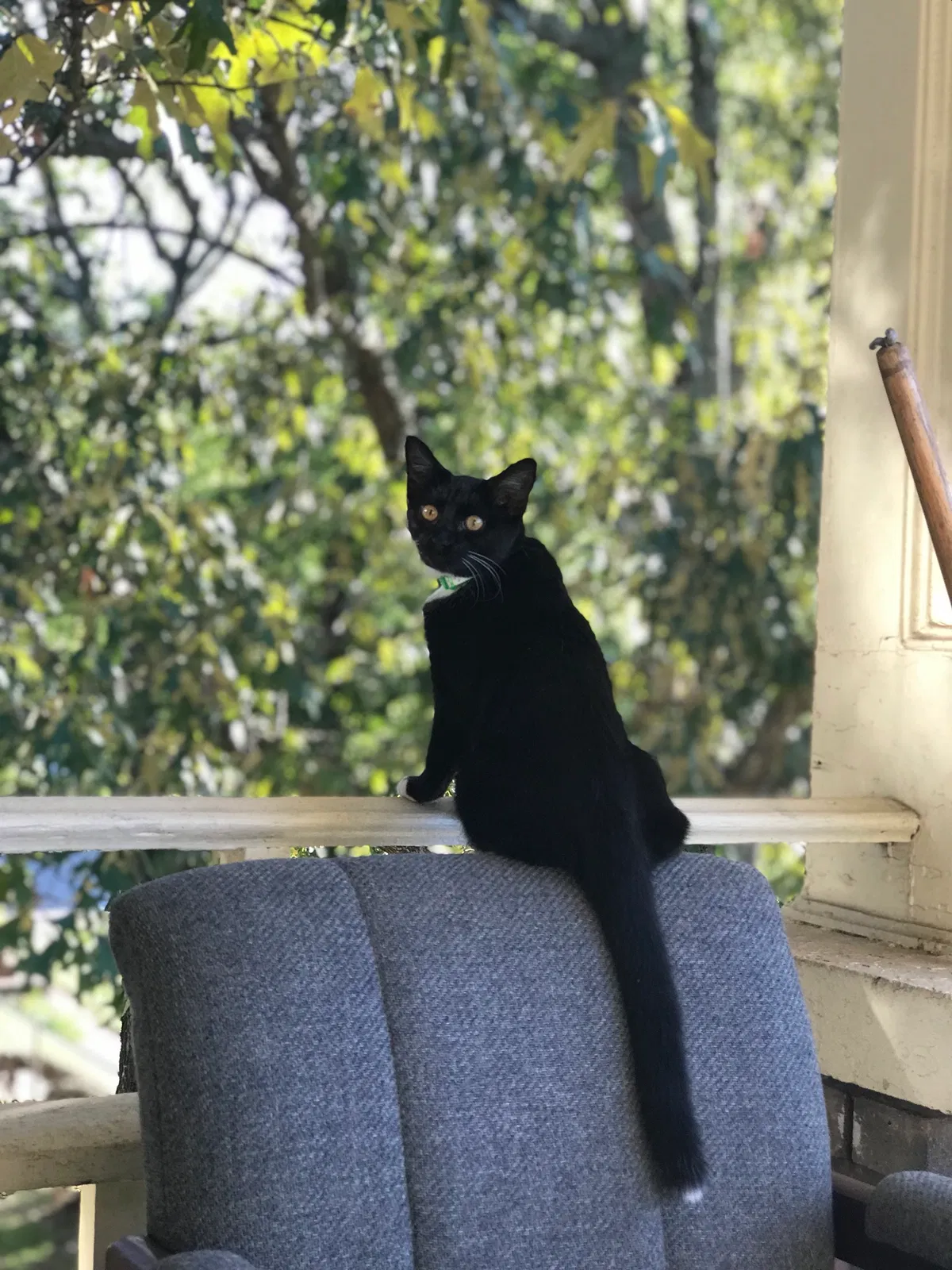 Lost cat in Birmingham, AL, 35205