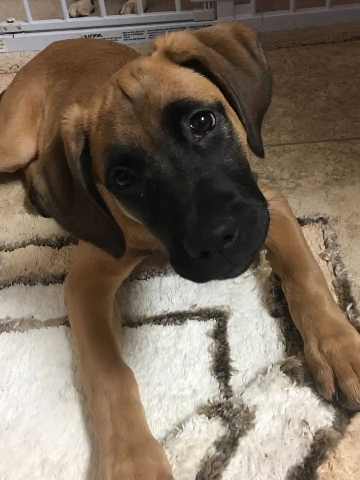 Lost dog in Bowling Green, KY, 42104