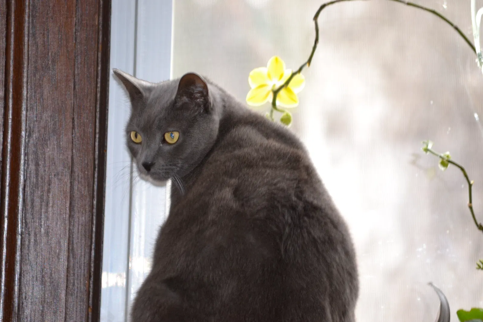 Lost cat in South Orange, NJ, 7079
