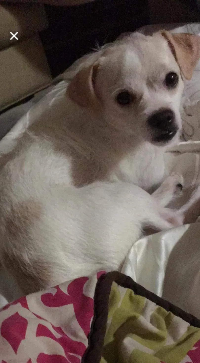 Lost dog in Lake Worth, FL, 33462
