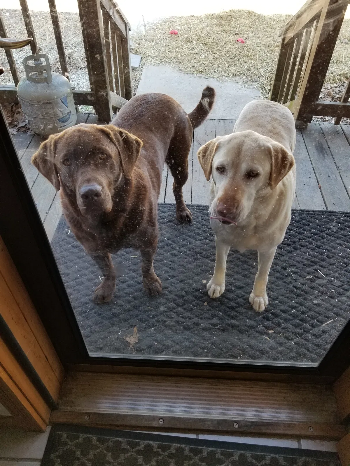 Lost dog in Sarcoxie, MO, 64862