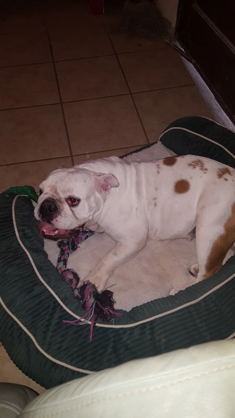 Lost dog in Laredo, TX, 78040