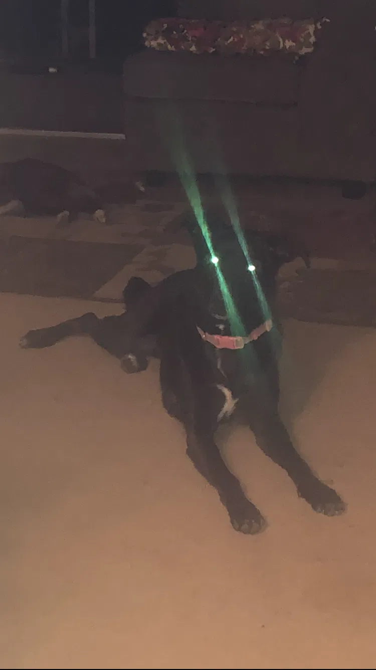 Lost dog in Belleville, IL, 62220