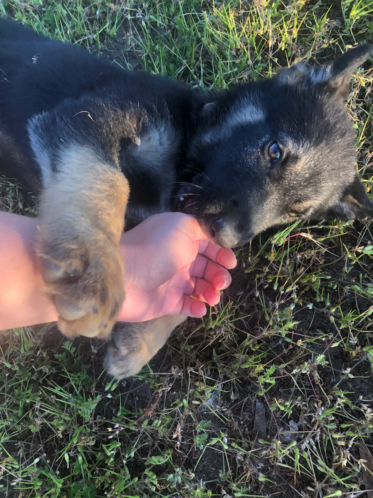 Lost dog in Wasco, CA, 93280