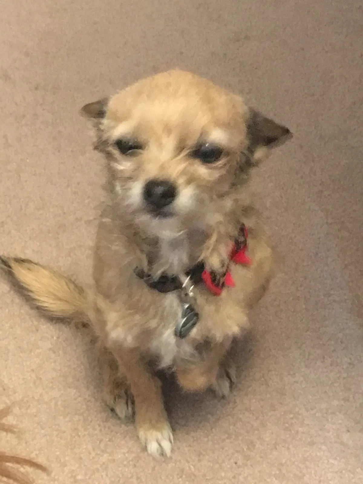 Lost dog in Arvada, CO, 80002