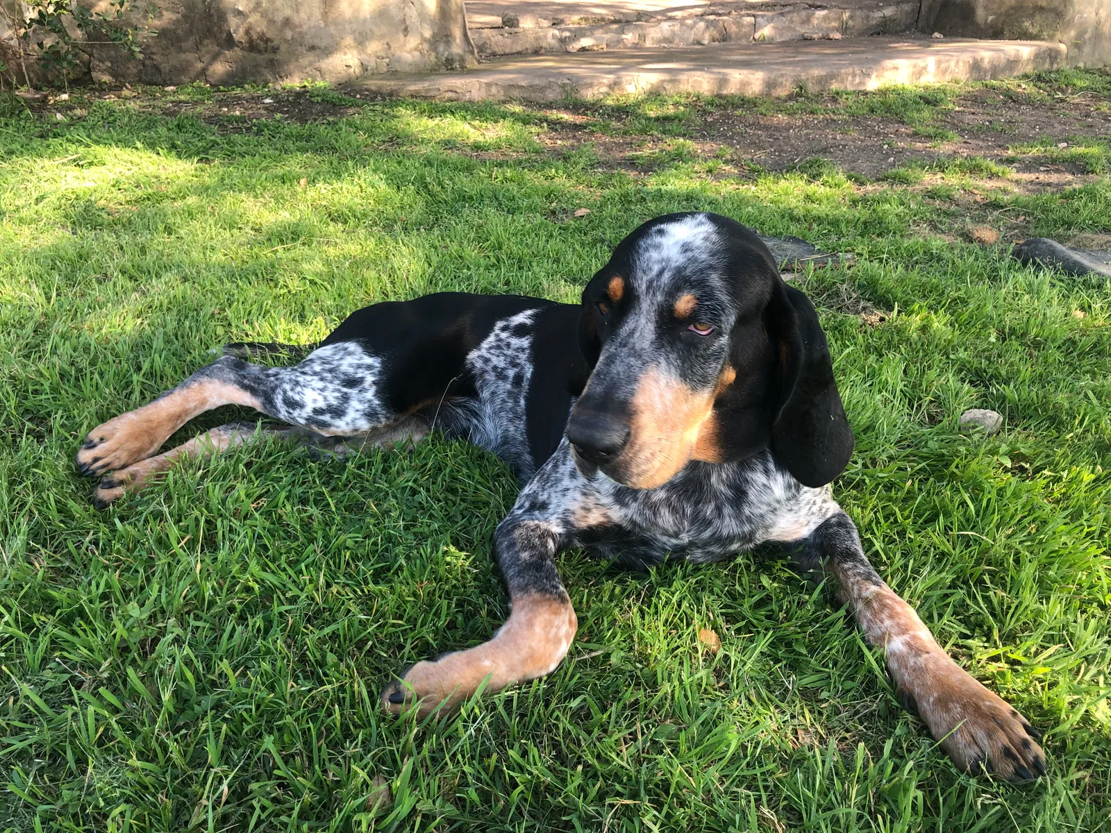 Lost dog in Converse, TX, 78109