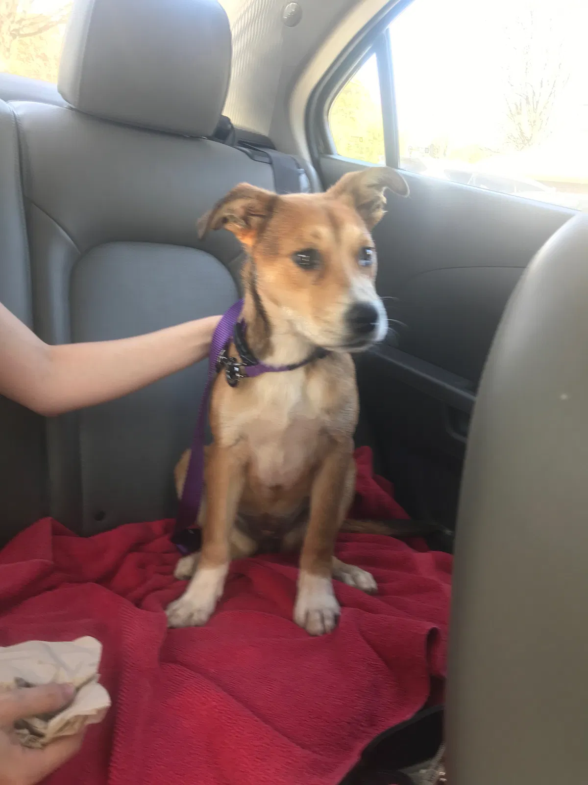 Lost dog in Oxford, GA, 30054