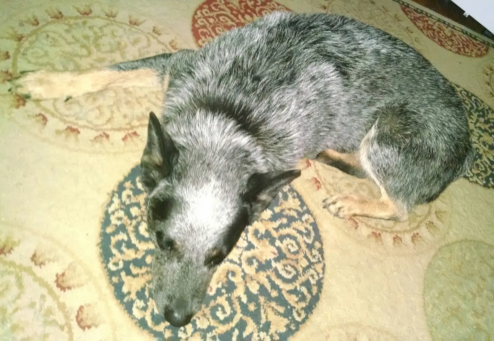 Lost dog in Colorado Springs, CO, 80911