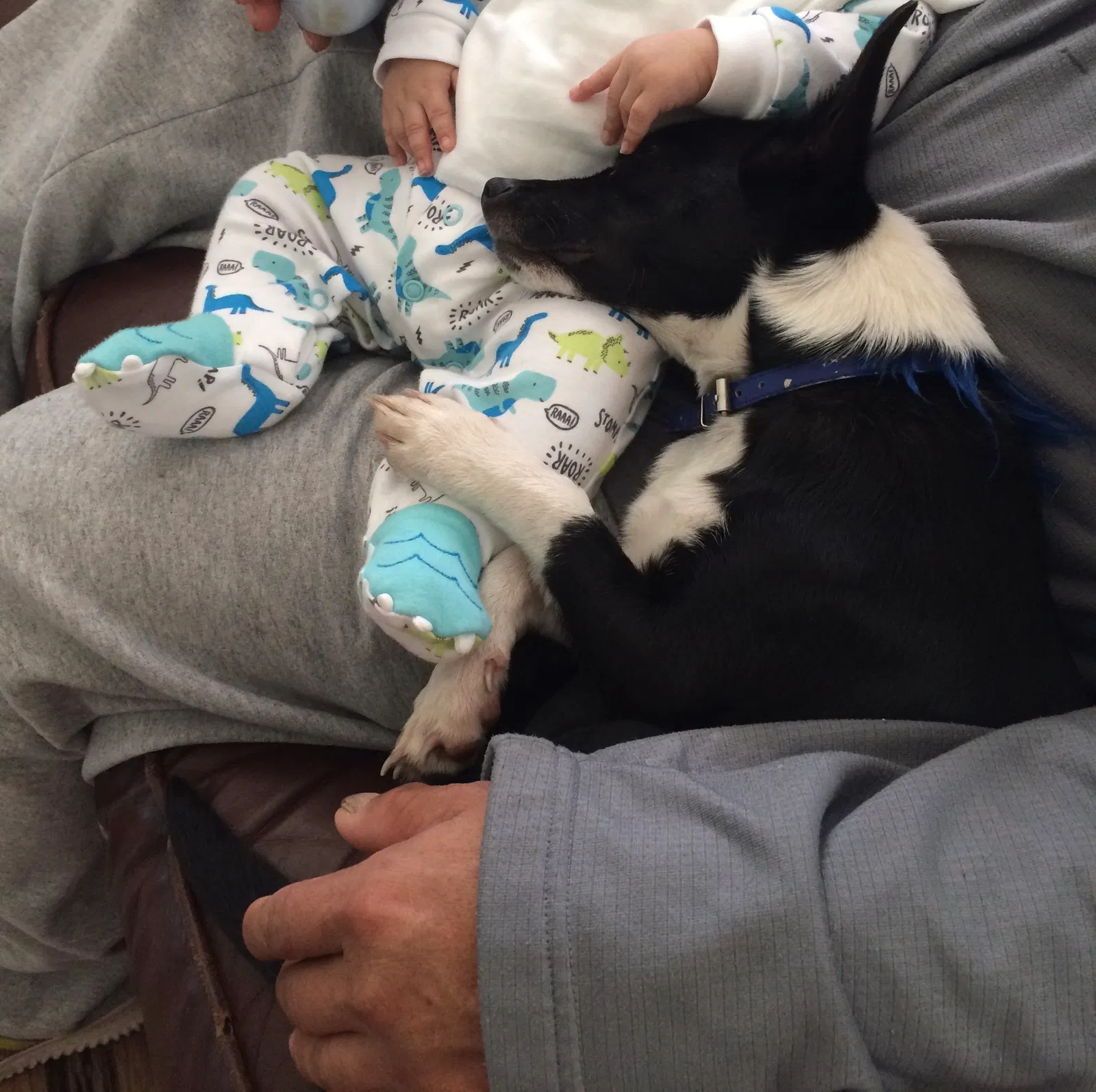 Lost dog in Bryan, TX, 77801