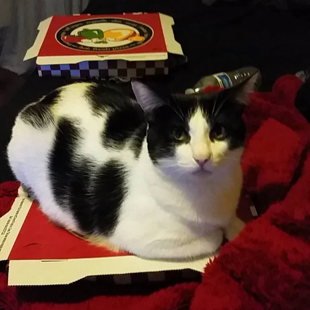 Lost cat in Reseda, CA, 91335