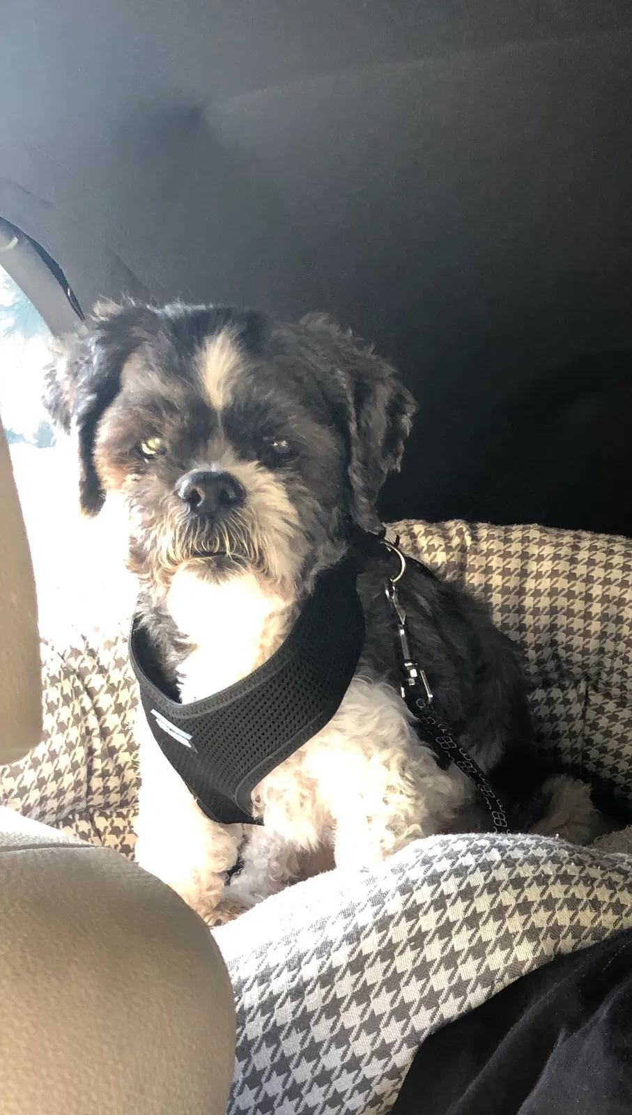 Lost dog in Colorado Springs, CO, 80908