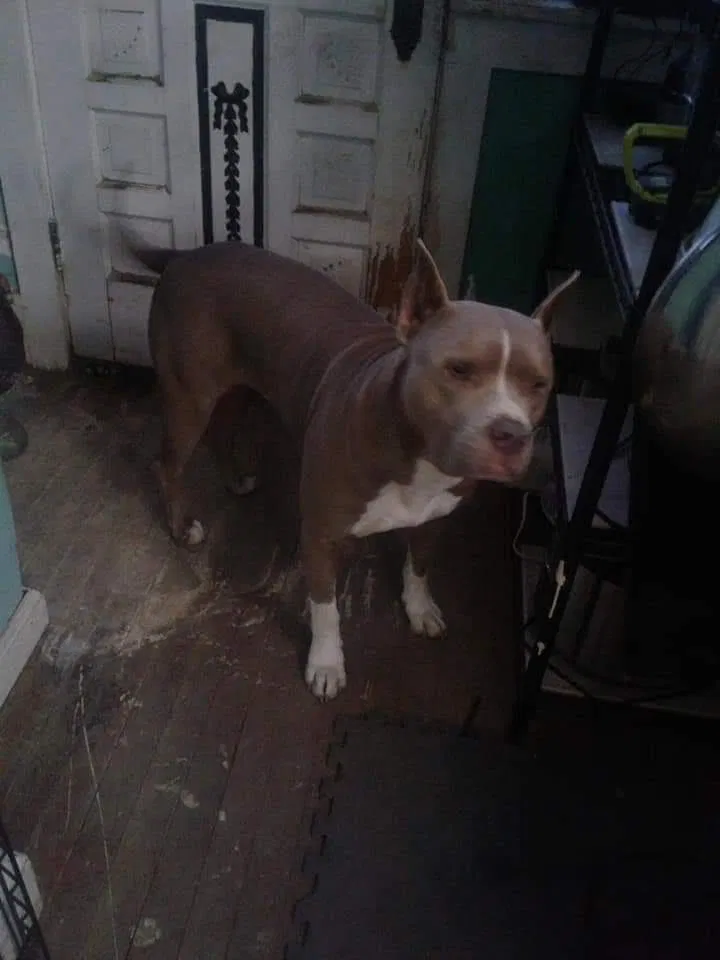 Lost dog in Tulsa, OK, 74104