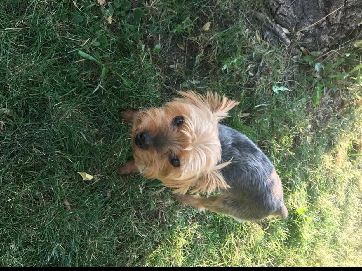 Lost dog in Ogden, UT, 84404