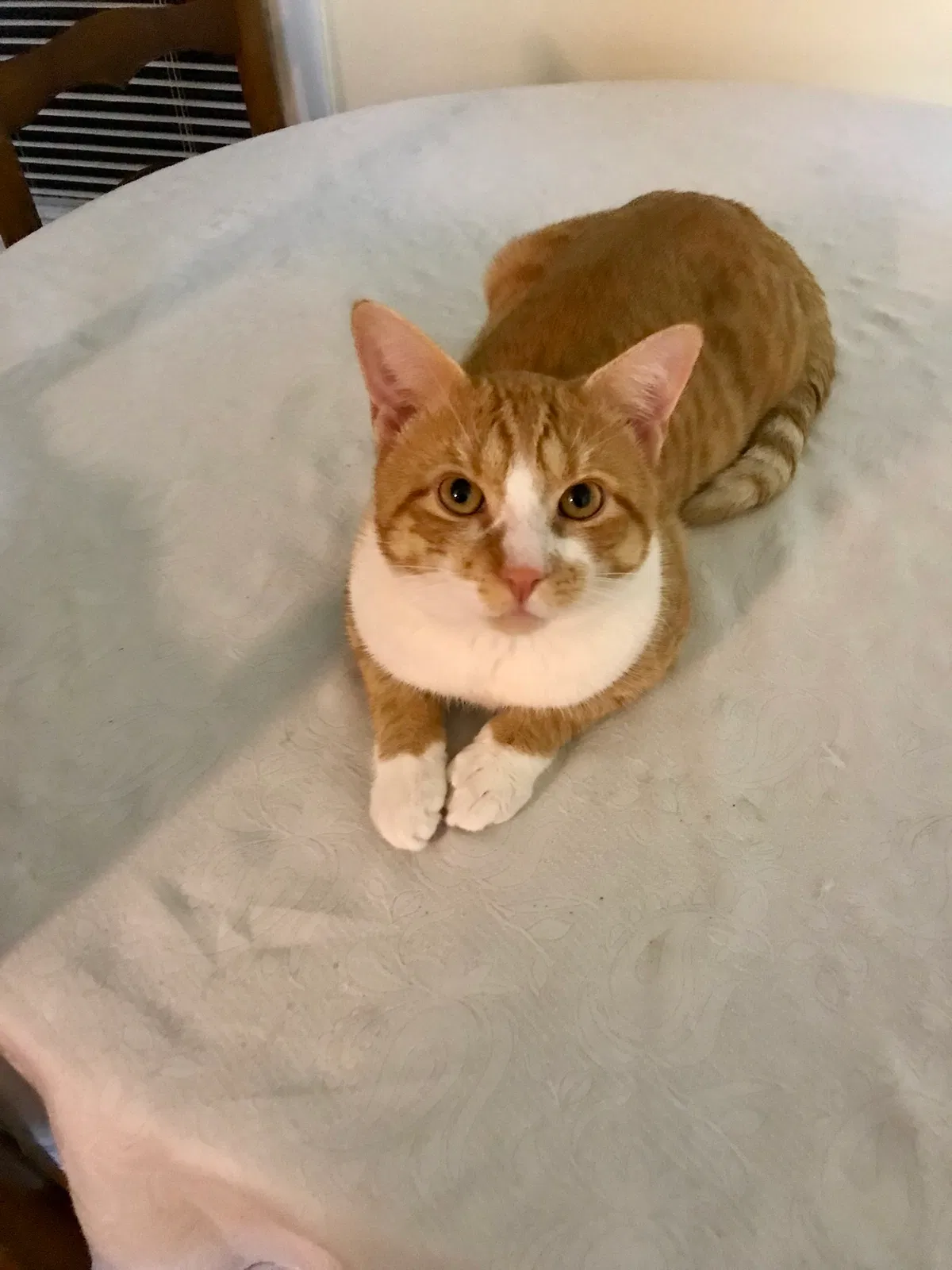 Lost cat in Wilmington, NC, 28409
