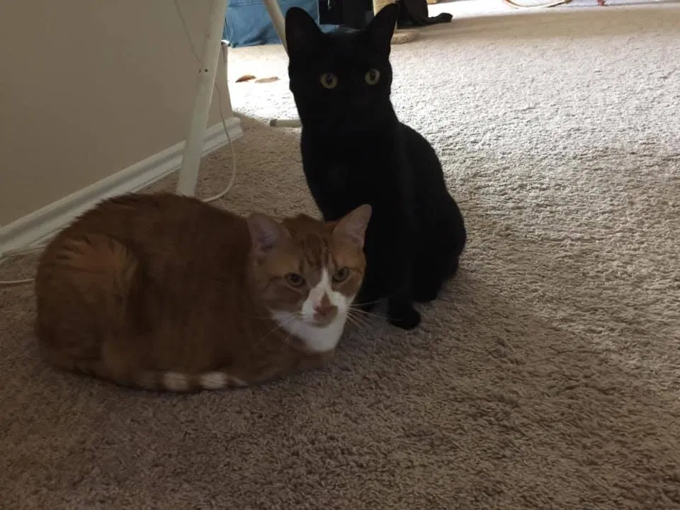 Lost cat in Denton, TX, 76208