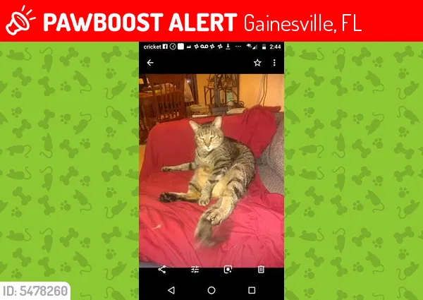 Lost cat in Gainesville, FL, 32605
